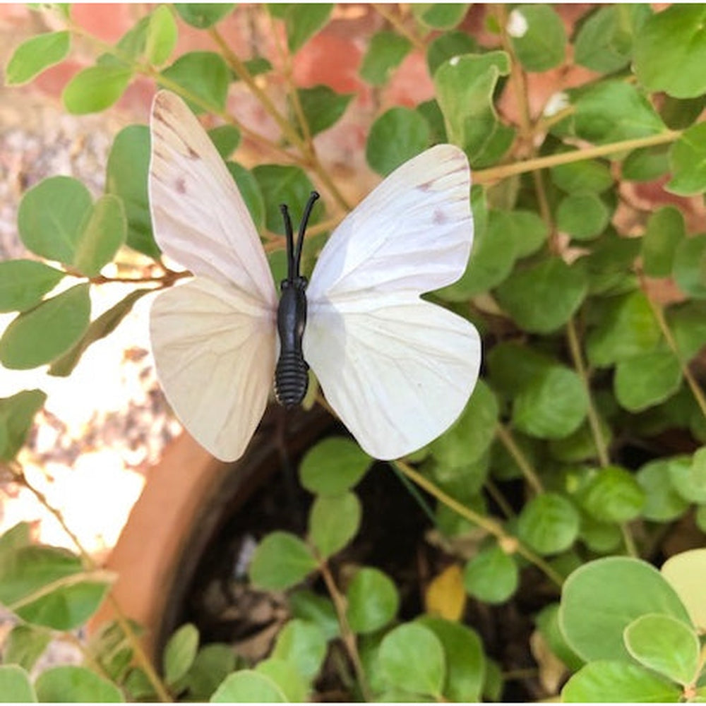 Cabbage White Butterfly or Cabbage Moth Decoys