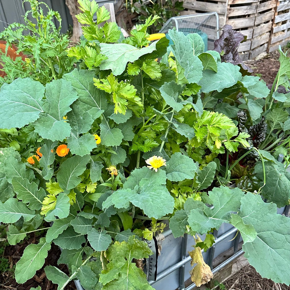 Companion Planting in Vegetable Garden