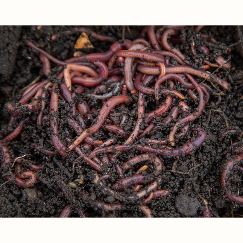 The Worm Buffet - In Ground Worm Farm, from Tumbleweed