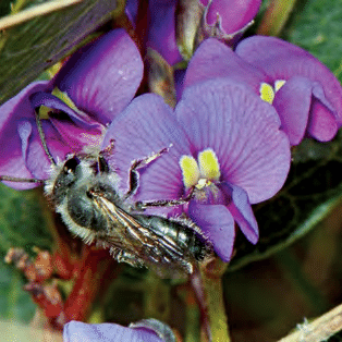 Native Bee on Hardenbergia Violacea Flowers