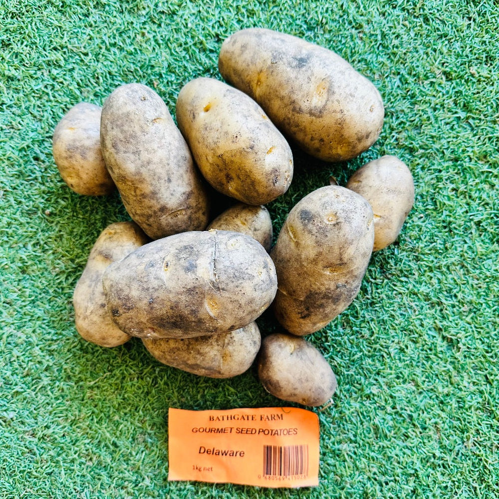 Delaware Seed Potatoes, Urban Revolution.