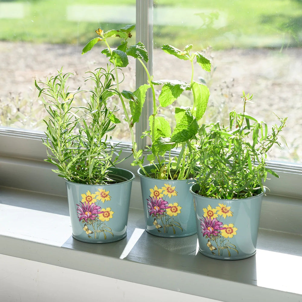 RHS Gift Herb Pots Set of 3- Asteraceae