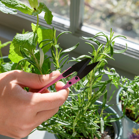 RHS Herb Snip and Herb Stripper Set - Asteraceae