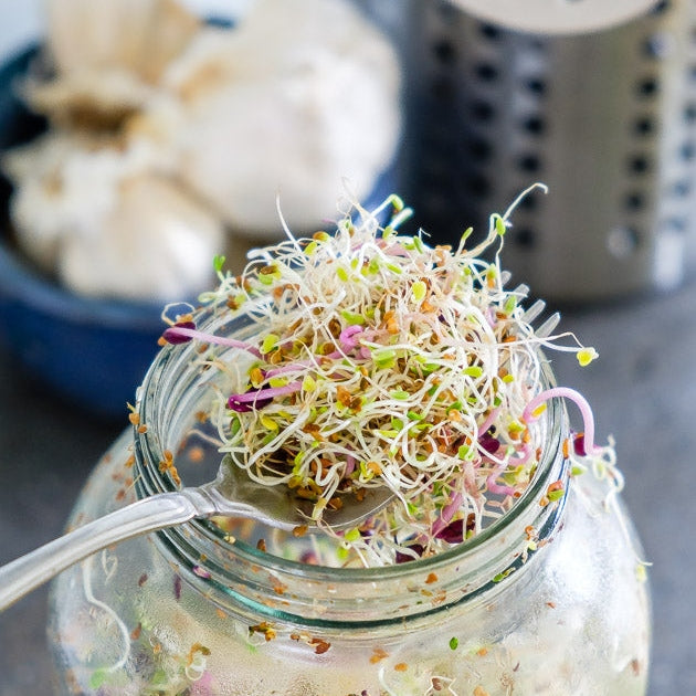 Urban Greens Mung Bean Sprouts Jar Kit