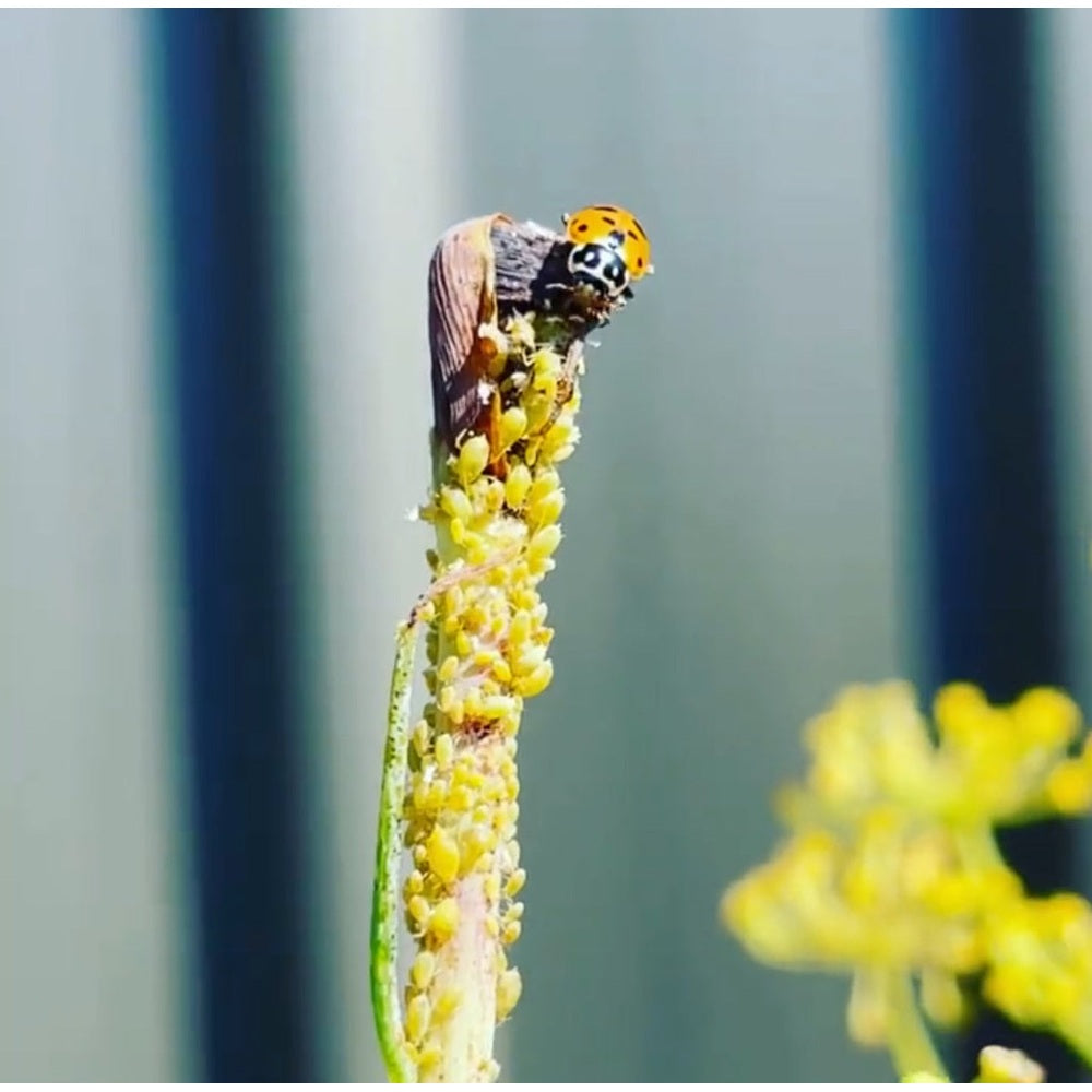 Adult Ladybird Feasting on Aphids.