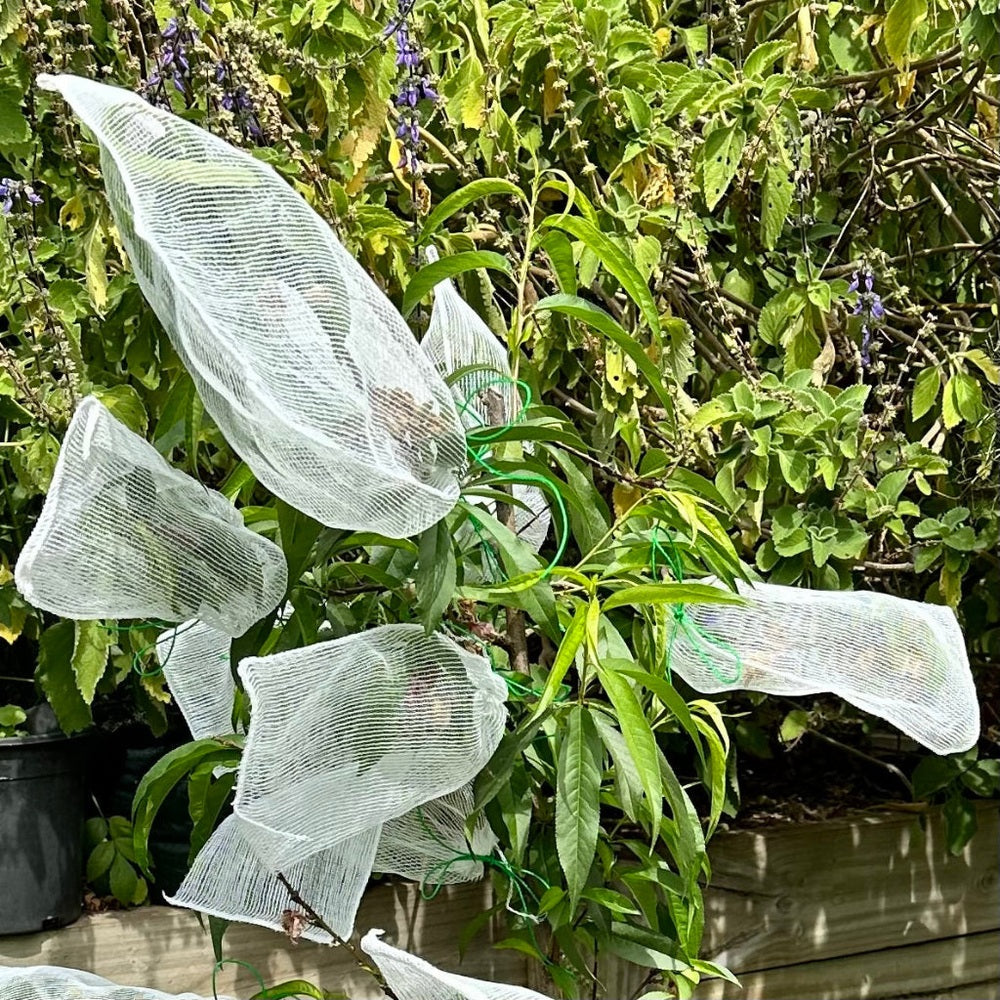 Fruit Protection Bags over Fruit on Tree to Protect from Birds and Fruit Fly.