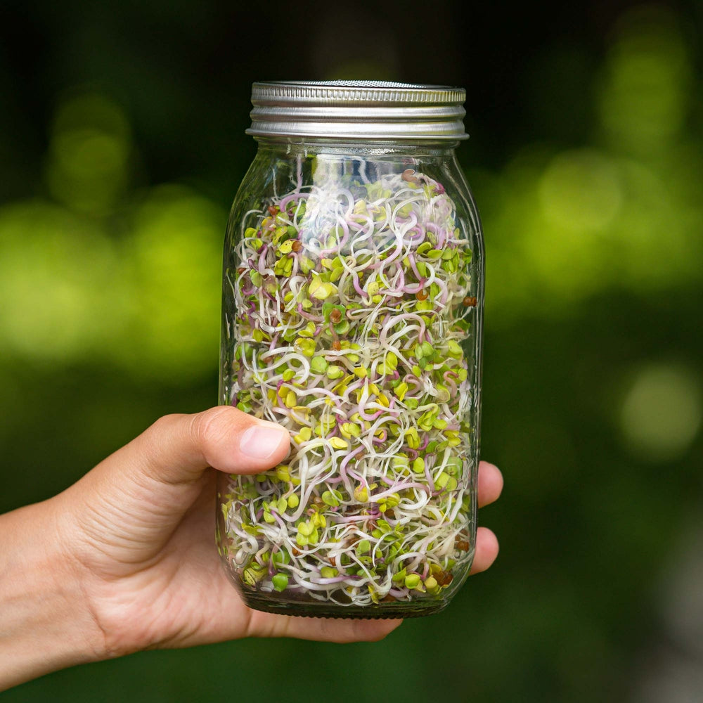 Urban Greens Mung Bean Sprouts Jar Kit
