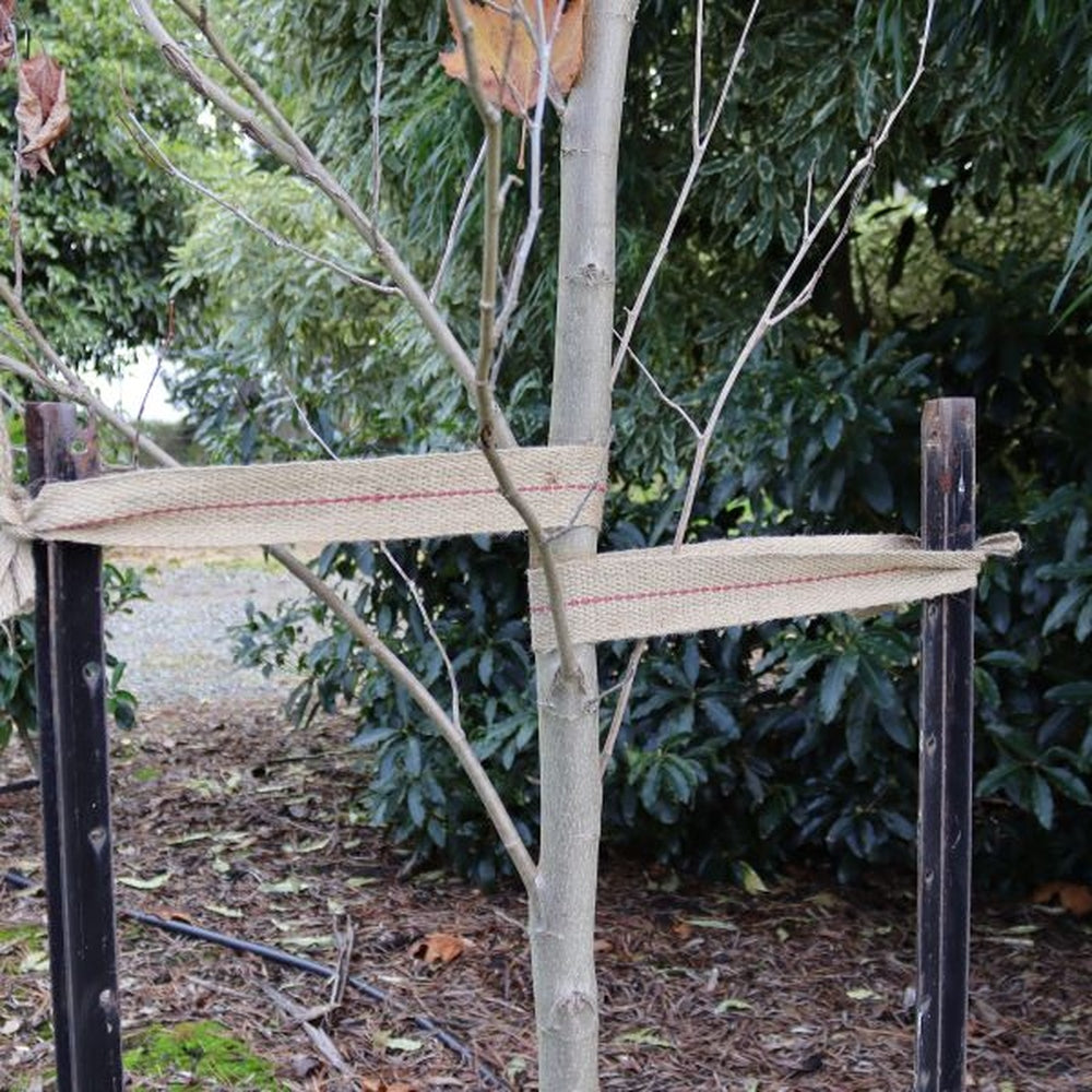 Compostable Garden Jute Webbing Used to Support Tree Sappling.