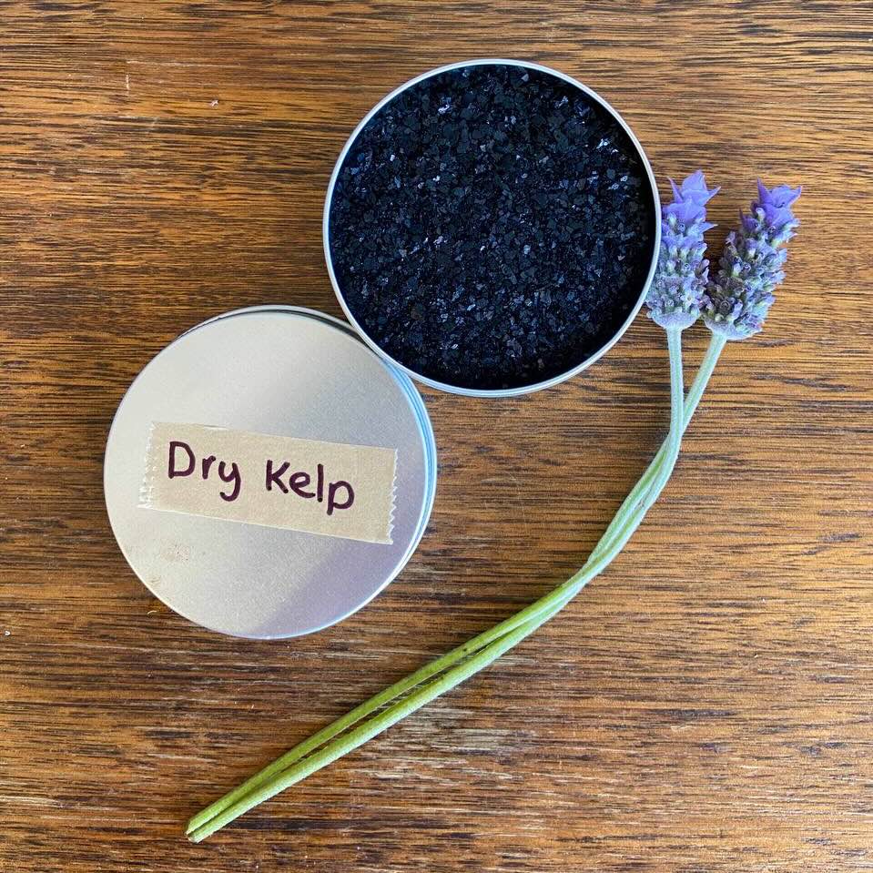 Dry Kelp Label on tin lid that is off the filled Kelp container with Lavender flowers
