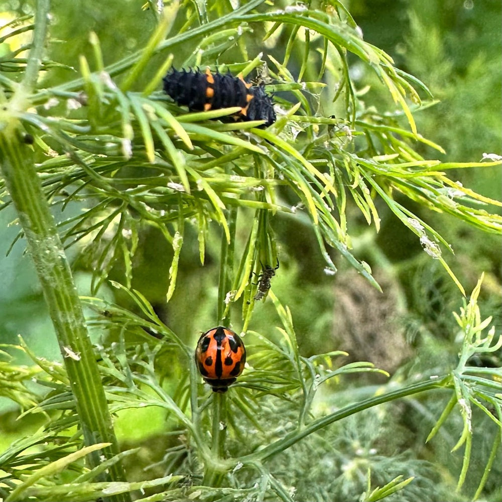 Ladybird Adult and Ladybird Larvae on Dill Plant