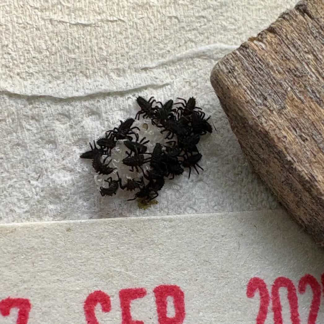 Just Hatched Ladybird Larvae on Paper to be Attached to Tree to Eat Aphids - James Barclay