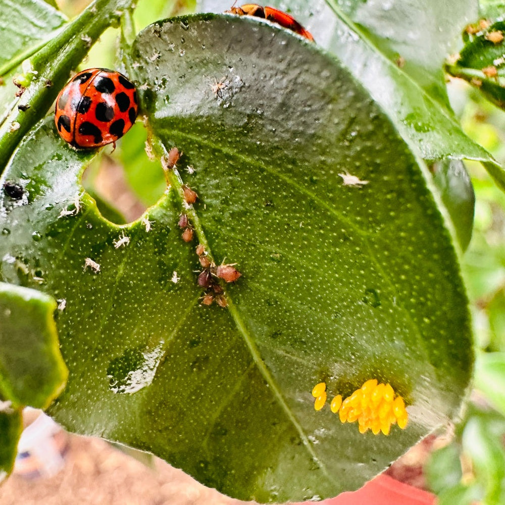 Ladybird on Leaf with Aphids and Eggs