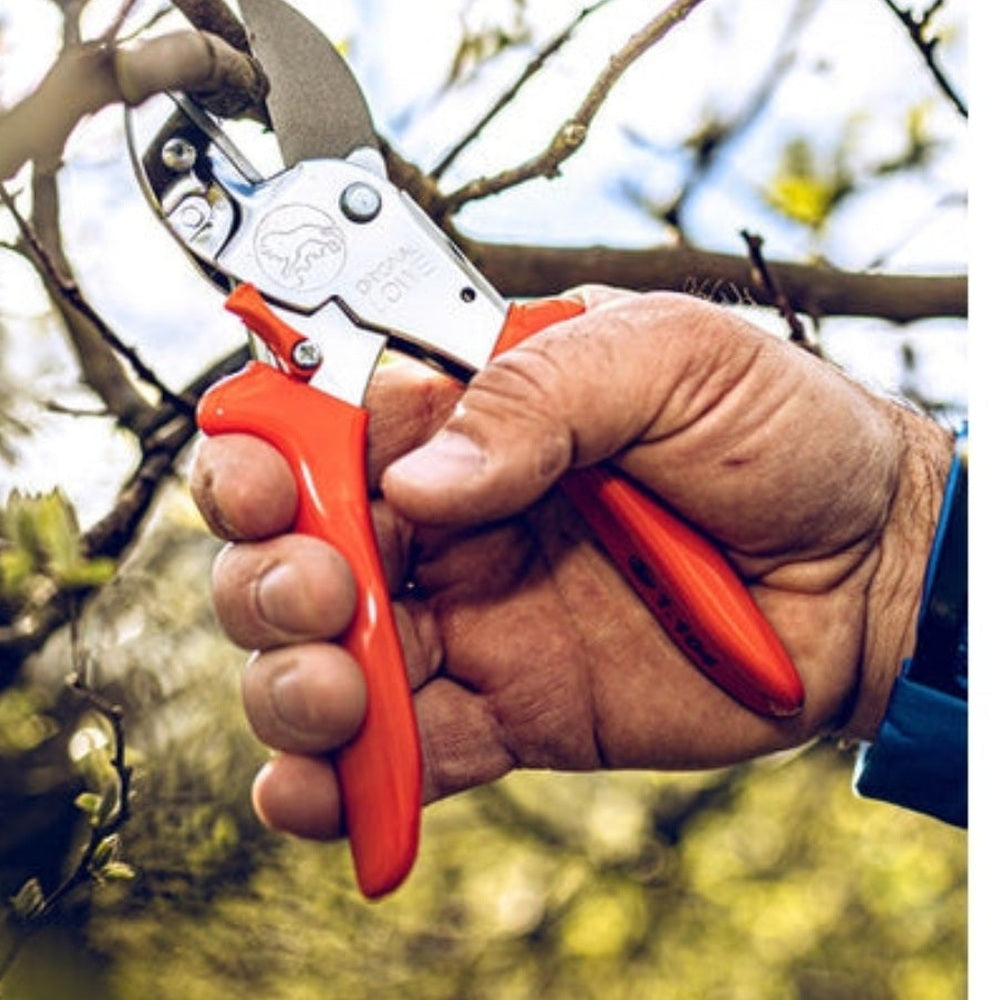 Hand holding a pair of red and silver pruning shears against a blurred natural background