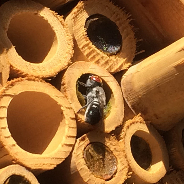 Bee in Bamboo Insect Hotel Cavity