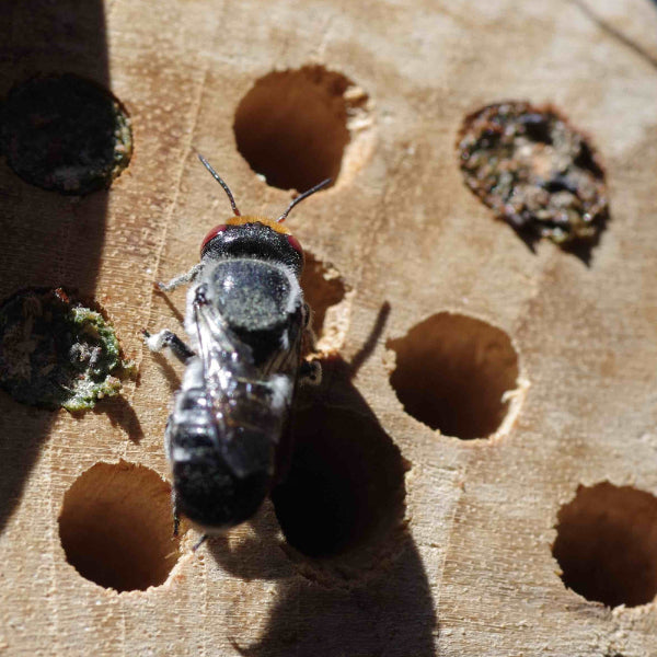 Native Bee on a wooden block bee hotel