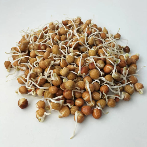 Pea Sprouting Seeds, Urban Revolution.