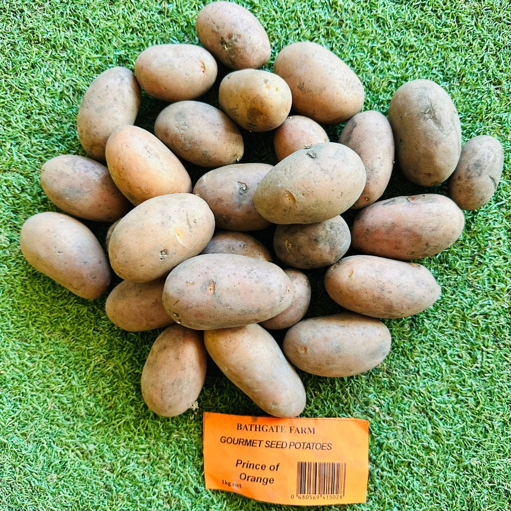 Prince of Orange Seed Potatoes, Urban Revolution.