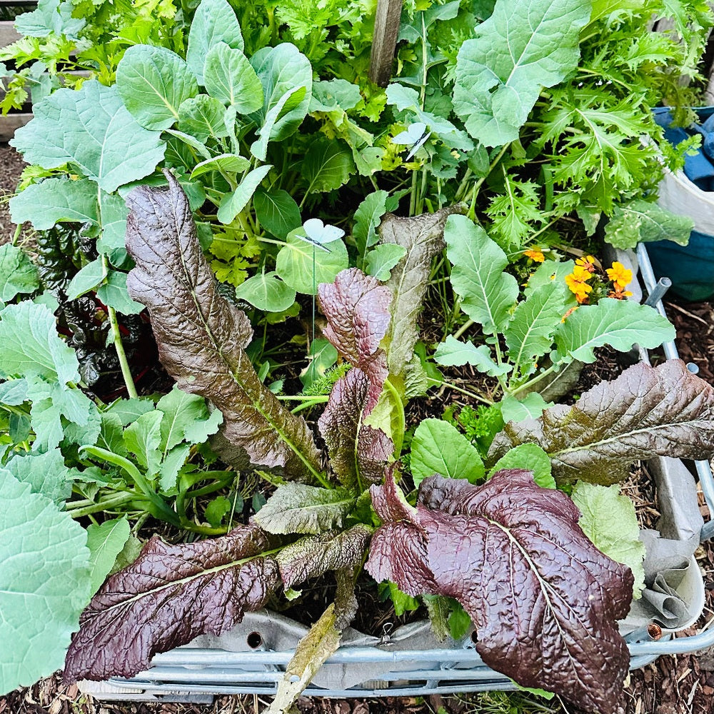 Using Companion Plants and Decoys in 
Garden to Deter Pests.