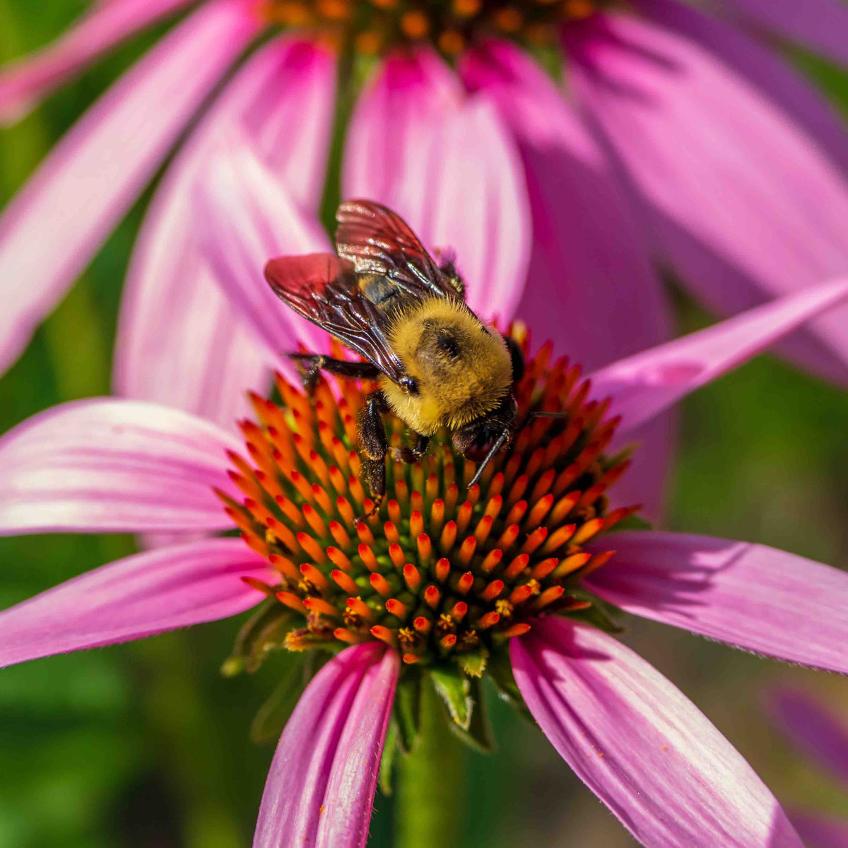 All Natural Integrated Pest Management (IPM) Pack