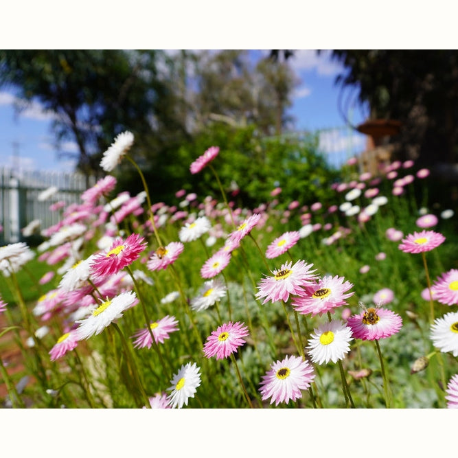 perth garden wildflowers everlastings