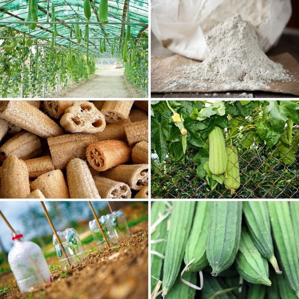 Collage of six images of loofah plants growing and their transformation into sponges