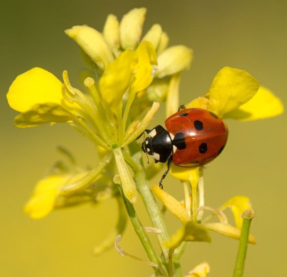 All Natural Integrated Pest Management (IPM) Pack