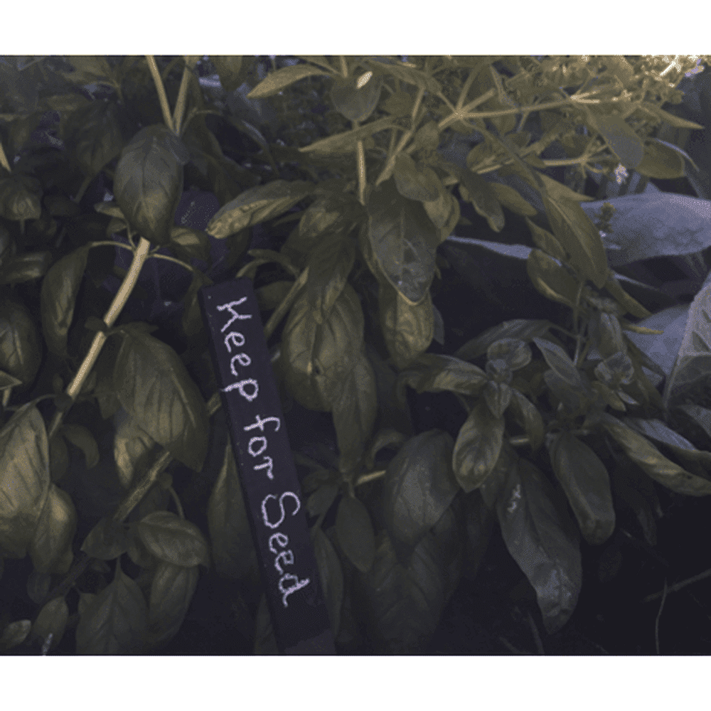 Urban Revolution Australia Plant Labels - Jarrah - Victoria Park Men's Shed Garden