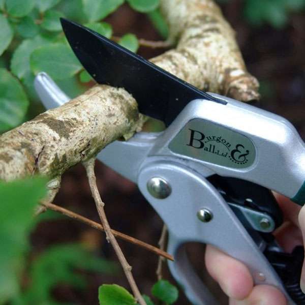 Ratchet Pruner by Burgon & Ball