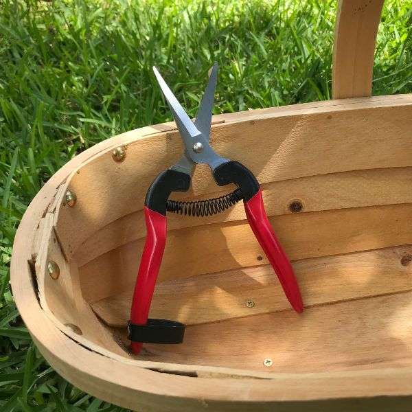 Fruit Picking Shear - Long Blade Straight Snip