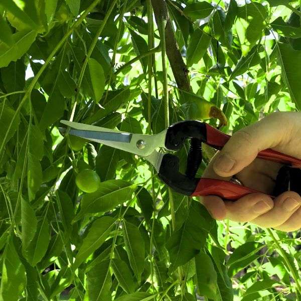 Fruit Picking Shear - Long Blade Straight Snip