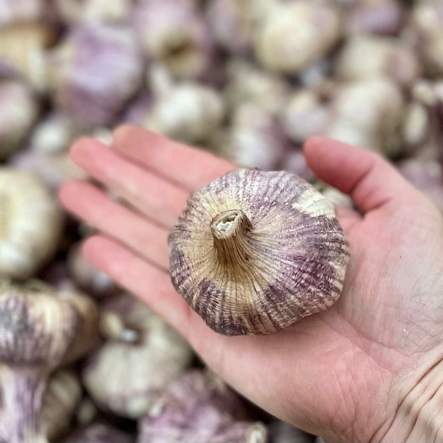 Purple Stripe Garlic Bulbs - Certified Organic - Boorara Organics