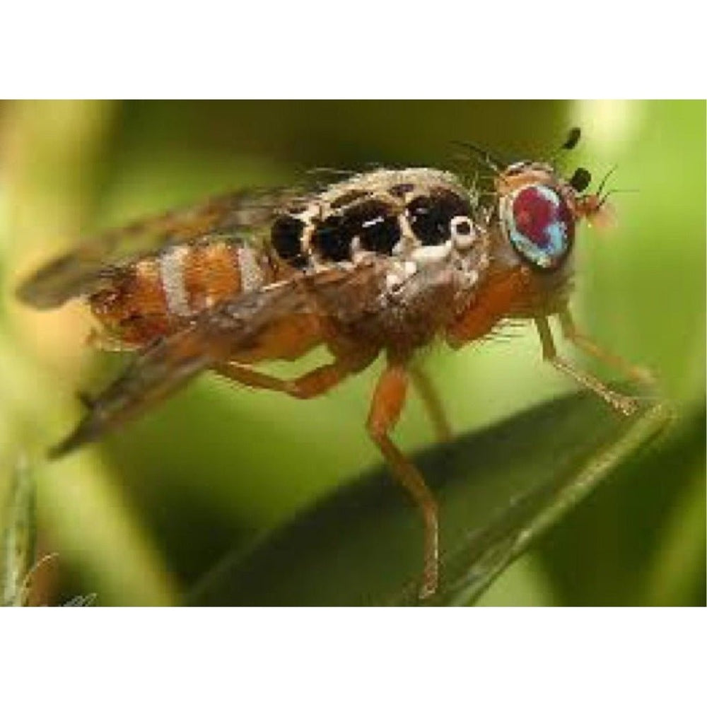 Mediterranean_Fruit_Fly