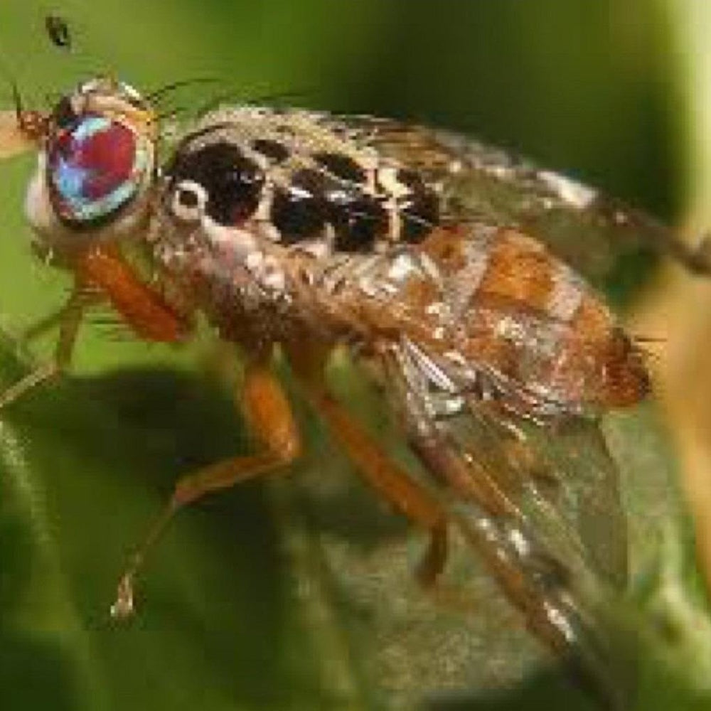 Mediterranean_Fruit_Fly