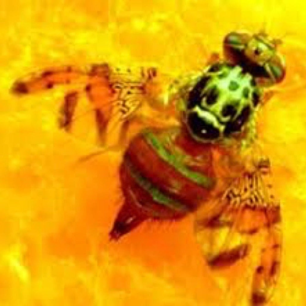 Mediterranean_Fruit_Fly