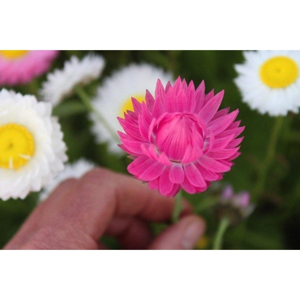 Lucinda's Everlastings - Wildflower Seeds - Urban Revolution