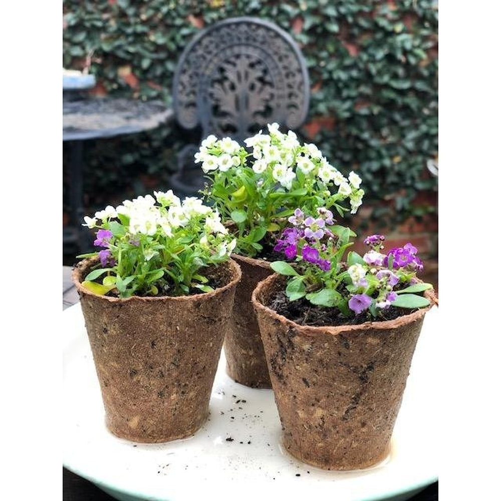 3 Biodegradable Romberg Propagation Pots, Planted with Alyssum Seedlings