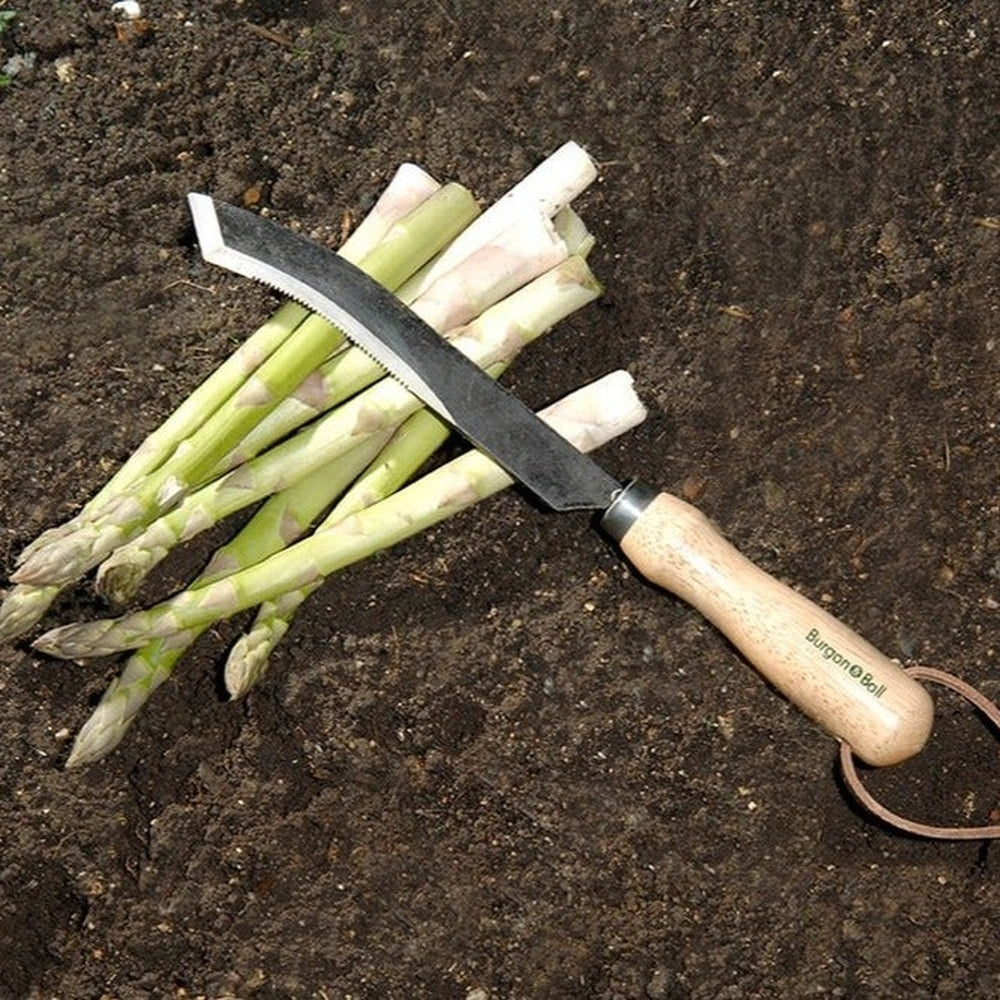Burgon & Ball Asparagus Knife