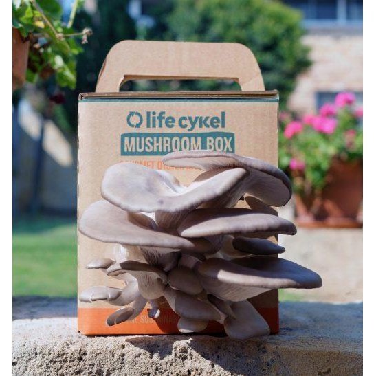 Life Cykel Coffee Mushroom Box (Gourmet Oyster Mushrooms) Garden