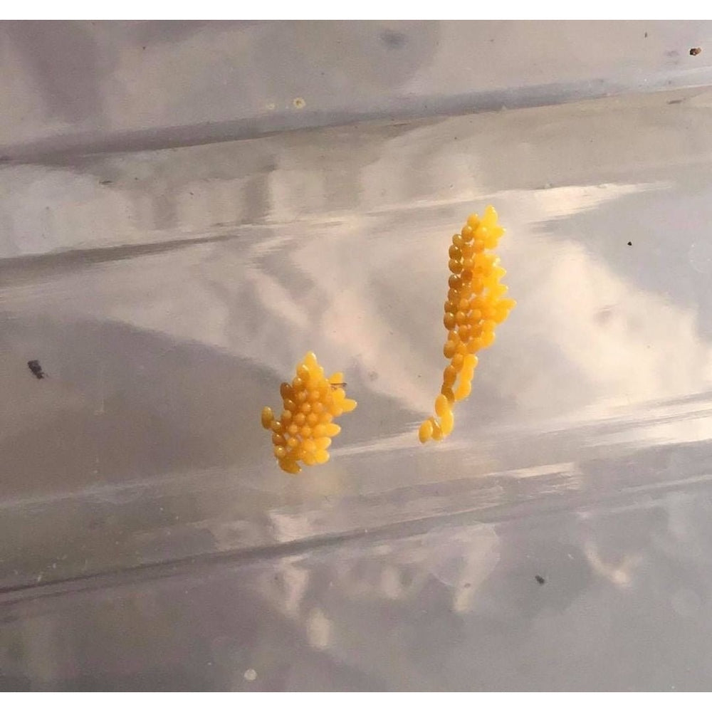 Ladybird eggs in a bag