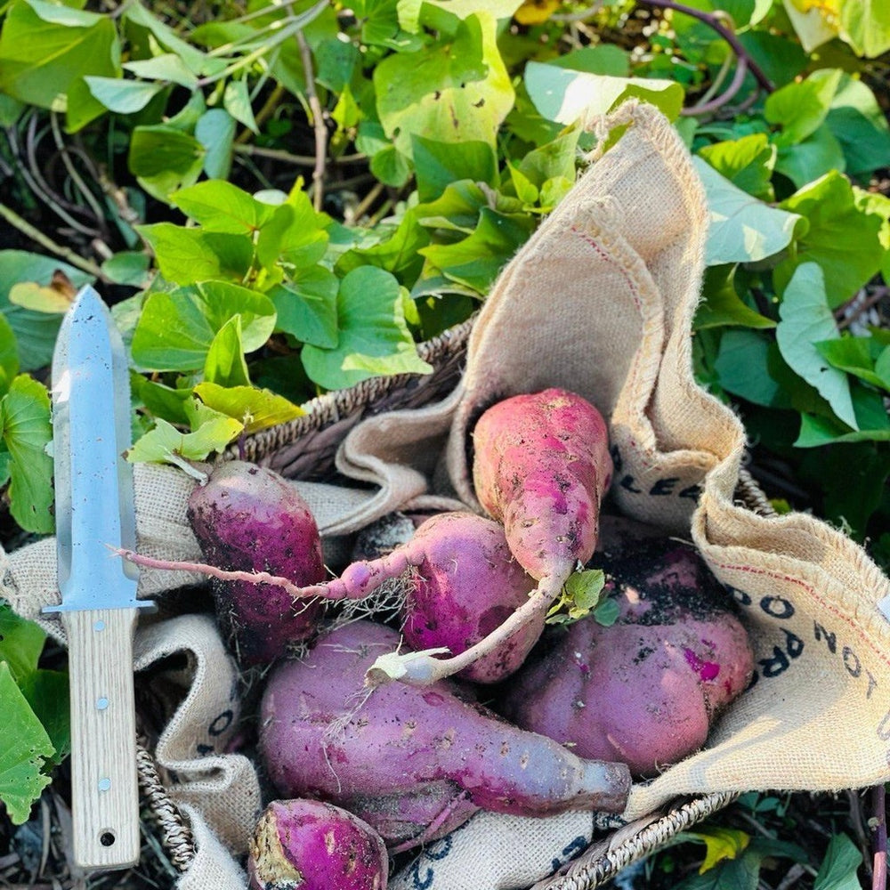 Ashwood Hori Hori Soil Knife - Urban Revolution