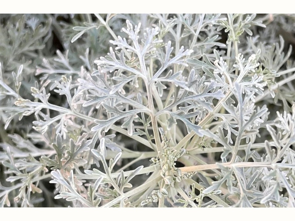 Wormwood Bush in Ornamental Garden