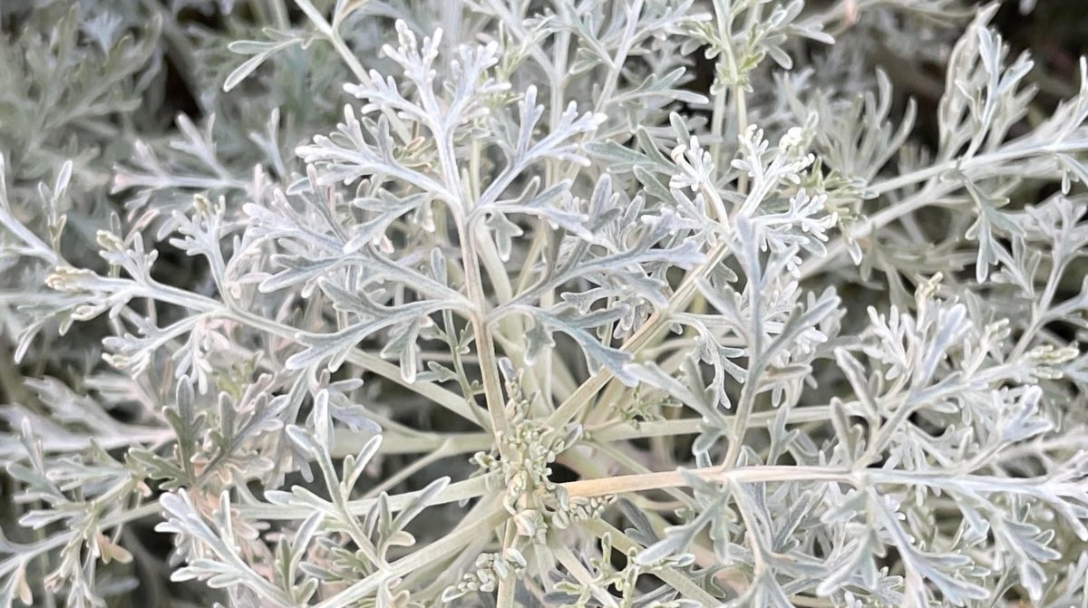 Wormwood Bush in Ornamental Garden