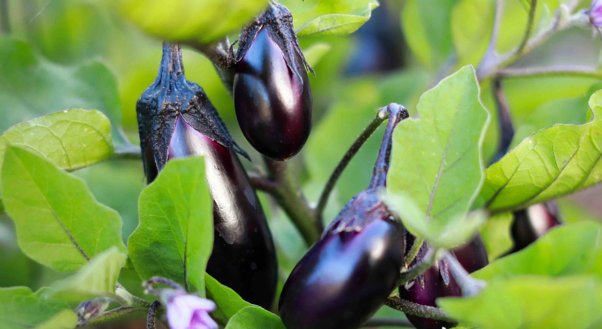 Eggplant in sunny garden