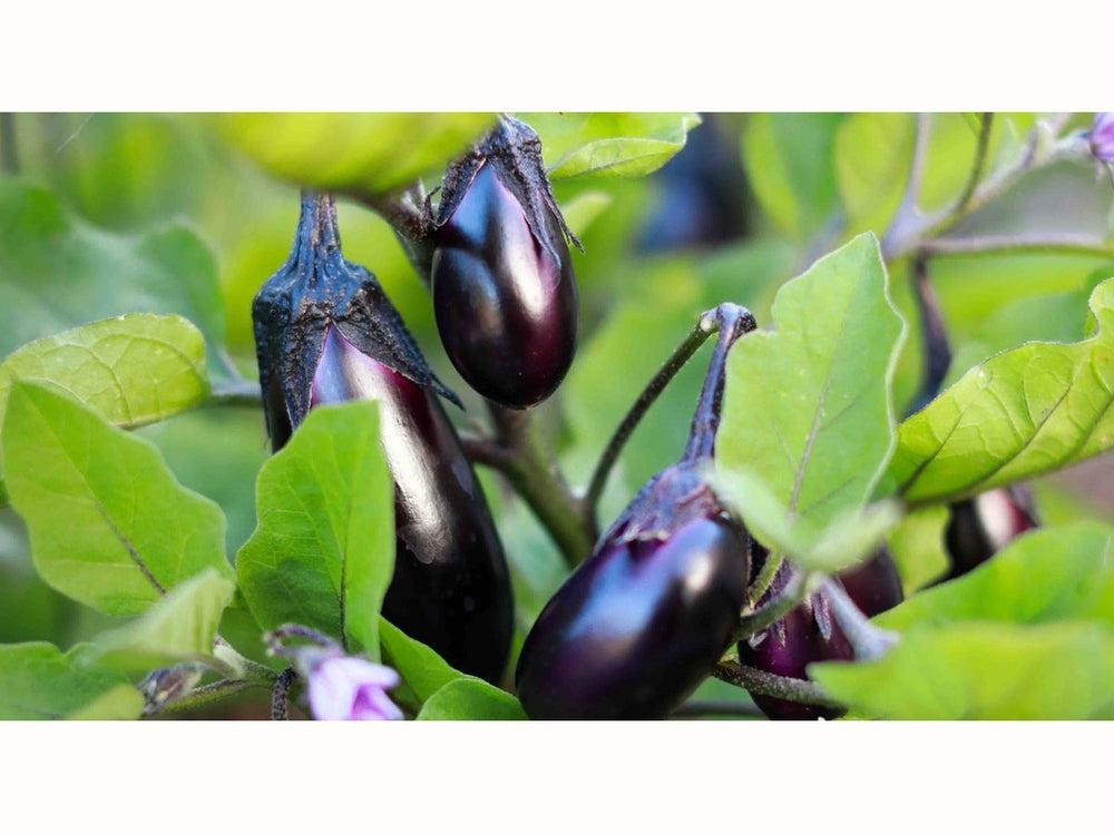 Eggplant in sunny garden