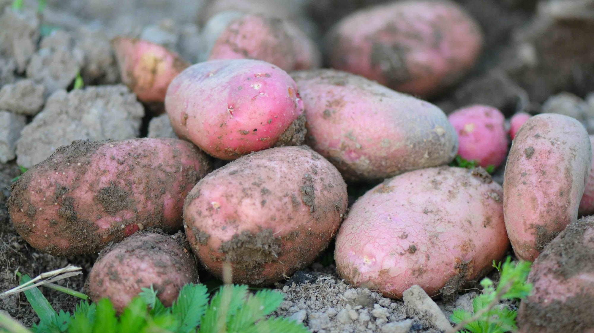 Potatoes on soil