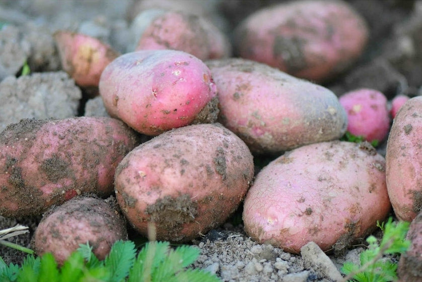 Potatoes on soil