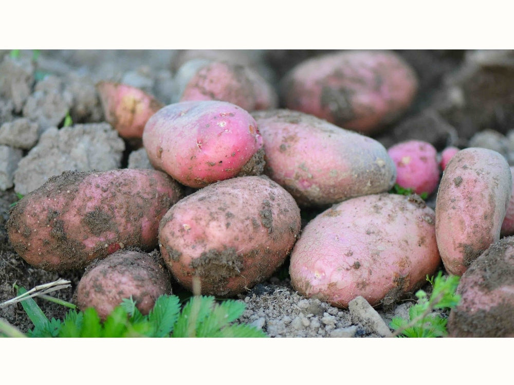 Potatoes on soil