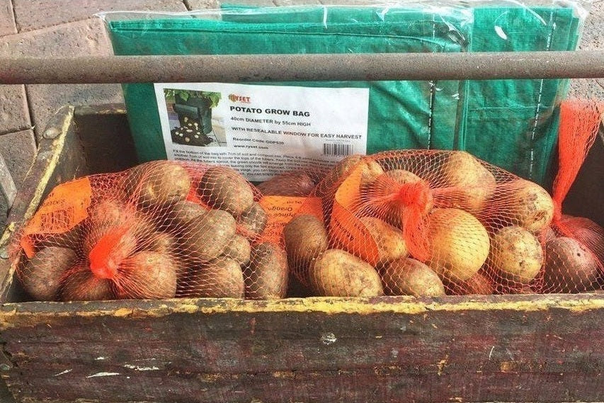 Seed potatoes for sale with potato grow bags