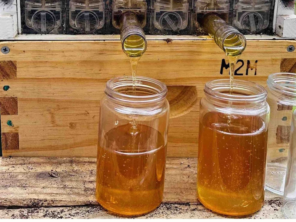 honey flowing from a hive into jars