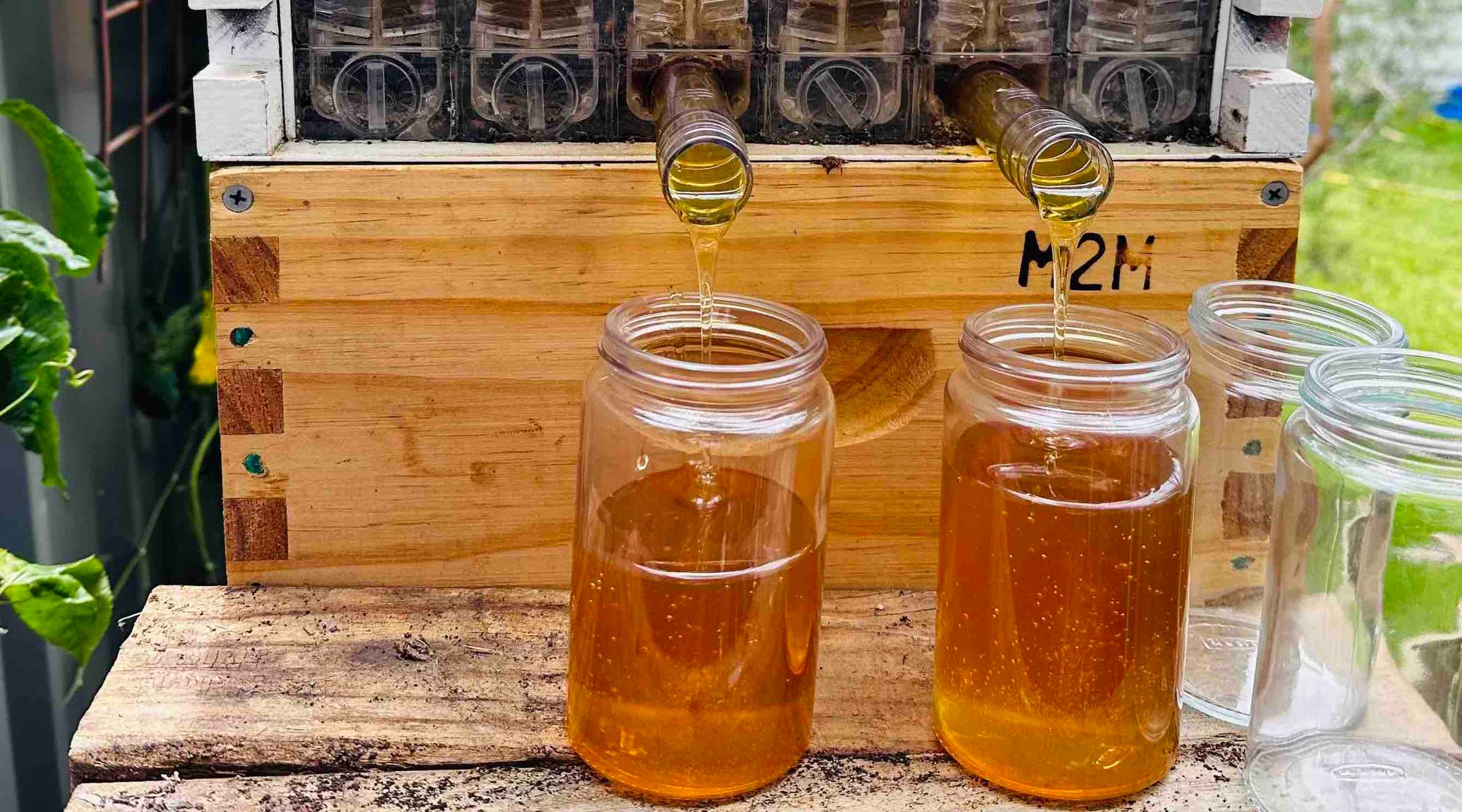 honey flowing from a hive into jars